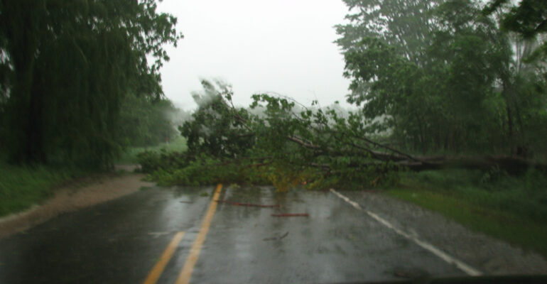 Trees down across the road