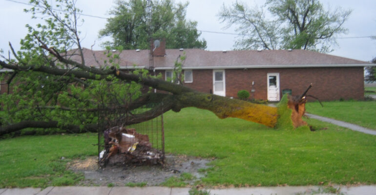 Trees Down